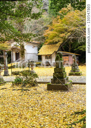 Yellow ginkgo leaves at Izushi Castle Morosugi Shrine 130547803