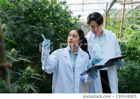 Scientists discussing observations and data on cannabis plants in a greenhouse. 130548065