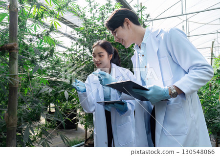 Diverse agricultural scientists examining cannabis plants together in a greenhouse, focusing on research and sustainable agriculture. 130548066