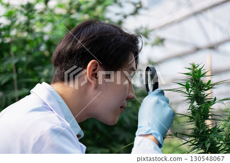Asian male agricultural scientist closely examining cannabis plants with a magnifying glass in a greenhouse, focusing on research and detail. Asian male agricultural scientist closely examining cannabis plants with a magnifying glass in a greenhouse, focusing on research and detail. 130548067