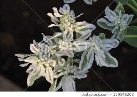 雪花蓮在夏季花園中盛開，其特點是綠葉帶白邊，花小而白。 130548208