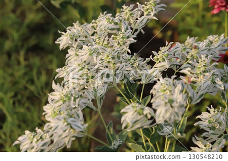 雪花蓮在夏季花園中盛開，其特點是綠葉帶白邊，花小而白。 130548210