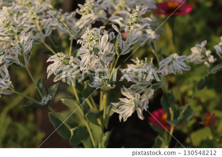 雪花蓮在夏季花園中盛開,其特點是綠葉帶白邊,花小而白。 雪花蓮在夏季花園中盛開,其特點是綠葉帶白邊,花小而白。 130548212