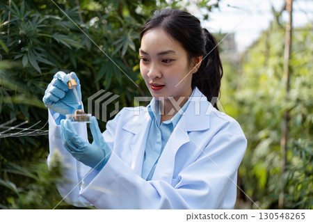 Asian female agricultural scientist analyzing cannabis samples in a greenhouse, focusing on research and sustainable practices. 130548265