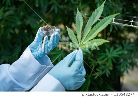 Researcher examining cannabis leaves and plant material in a greenhouse. 130548274