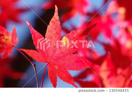 Autumn maple leaves dyed a vibrant red 130548455
