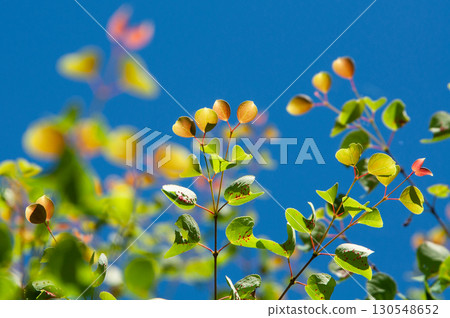 Young katsura leaves floating in the blue sky Young katsura leaves floating in the blue sky 130548652