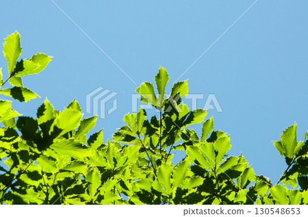 科納拉橡樹的耀眼新綠 130548653