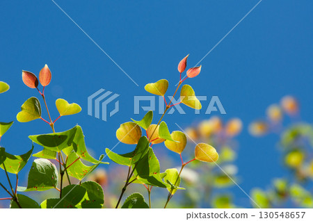 年輕的桂葉漂浮在藍天上 年輕的桂葉漂浮在藍天上 130548657