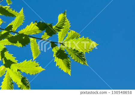 科納拉橡樹的耀眼新綠 130548658