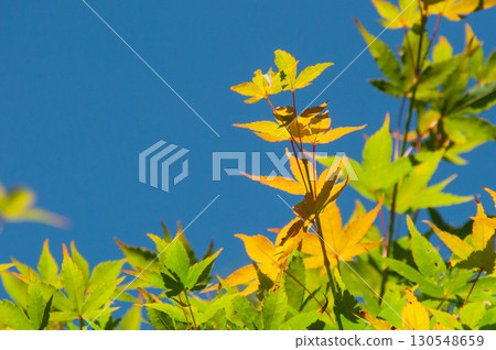 楓樹漂浮在藍天中，開始變色 130548659