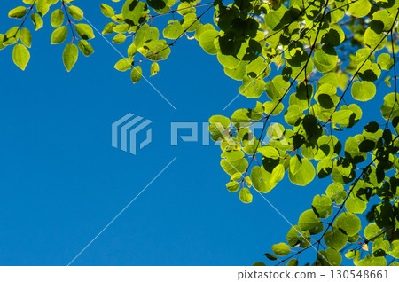 wig in the sun 130548661