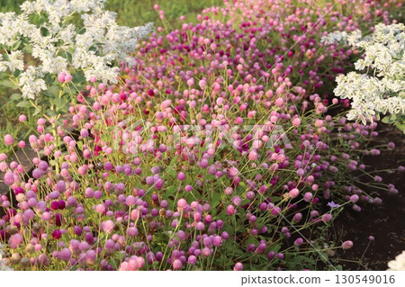 Pink cosmos flowers and white snowdrop flowers blooming in a summer garden 130549016