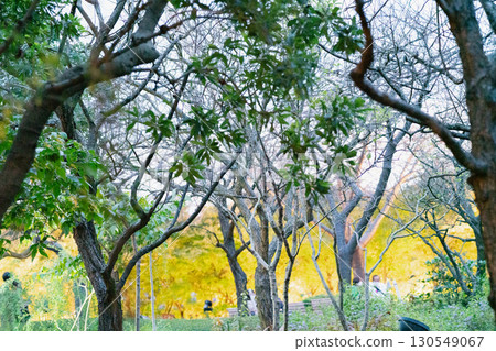 樹木、樹枝和樹葉 樹木、樹枝和樹葉 130549067