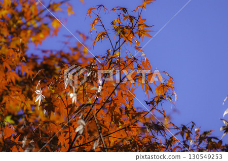 鮮紅的楓葉在藍天的襯托下閃閃發光 鮮紅的楓葉在藍天的襯托下閃閃發光 130549253