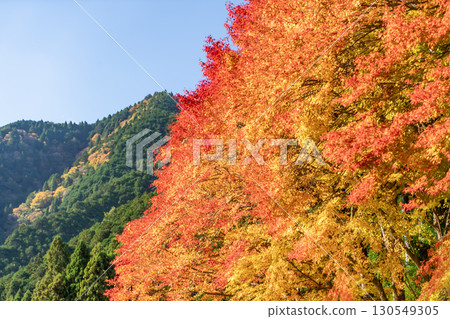 Autumn maple leaves at Aotama Shrine 130549305