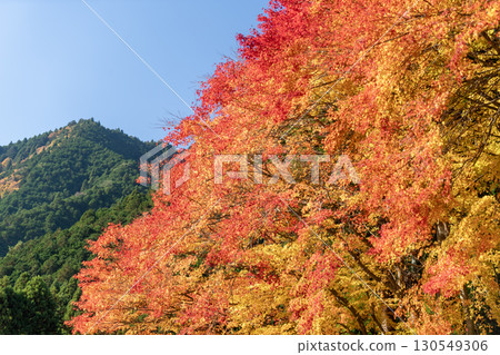 Autumn maple leaves at Aotama Shrine 130549306