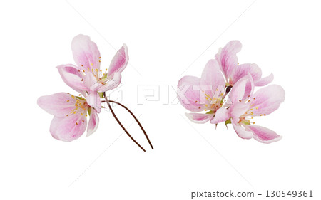 Set of pink flowers of Malus floribunda (profusely flowering apple) isolated on white background Set of pink flowers of Malus floribunda (profusely flowering apple) isolated on white background 130549361