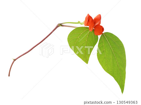 Green leves ane red flowers of decorative haricot bean (Phaseolus) isolated on white background 130549363