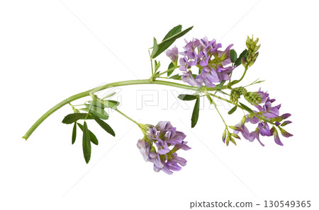 Closeup of twig of purple flowers and green leaves of lucerne (Medicago) isolated on white background 130549365