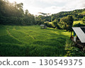 Rice fields in the morning in Asia, agriculture, sustainability 130549375