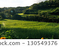 Rice fields in the morning in Asia, agriculture, sustainability 130549376