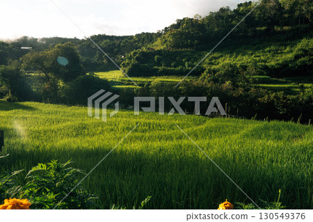Rice fields in the morning in Asia, agriculture, sustainability 130549376