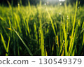 Rice fields in the morning in Asia, agriculture, sustainability 130549379
