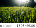 Rice fields in the morning in Asia, agriculture, sustainability 130549380