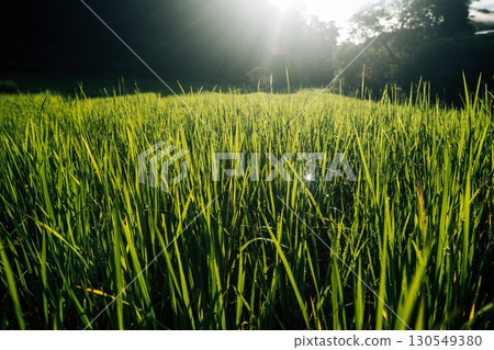 Rice fields in the morning in Asia, agriculture, sustainability 130549380