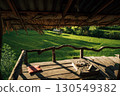 Wooden balcony with rice fields, view from the hut next to the rice fields 130549382