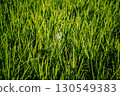 Rice fields in the morning in Asia, agriculture, sustainability 130549383