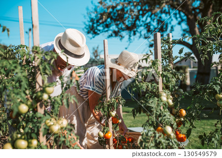 Senior couple working in garden as hobby. 130549579