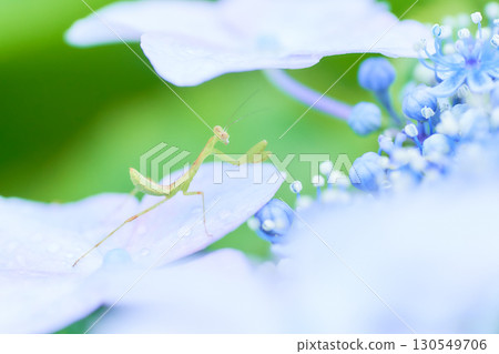 一隻小螳螂在一朵淡藍色的繡球花上 一隻小螳螂在一朵淡藍色的繡球花上 130549706