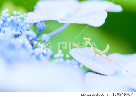 一隻小螳螂站在淡藍色的繡球花上，看著鏡頭 130549707
