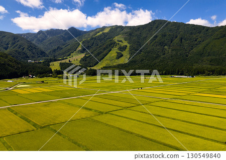 長野縣白馬村飯盛郡收穫季節的金色稻田（無人機空拍照片） 130549840