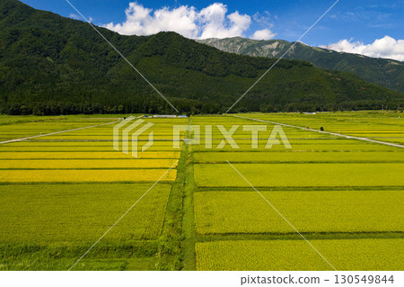 長野縣白馬村飯盛郡收穫季節的金色稻田（無人機空拍照片） 130549844