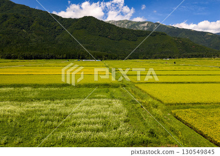 Golden rice fields and blooming buckwheat flowers in the Iimori district of Hakuba Village, Nagano Prefecture (aerial view taken by drone) Golden rice fields and blooming buckwheat flowers in the Iimori district of Hakuba Village, Nagano Prefecture (aerial view taken by drone) 130549845