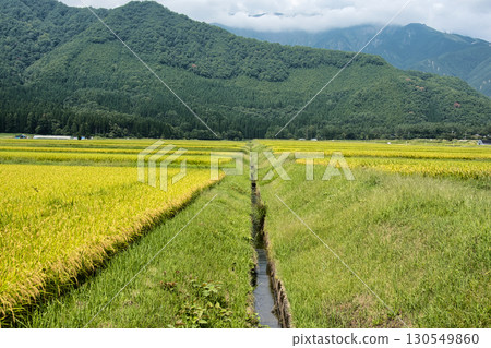 The golden rice paddies of Iimori district near harvest time, Hakuba village, Nagano prefecture 130549860