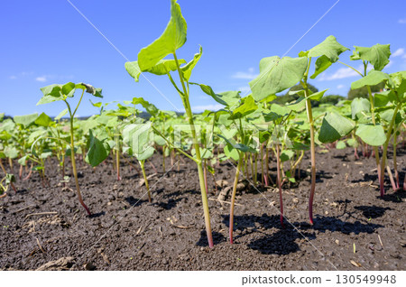 Hakodate autumn soba after germination 130549948