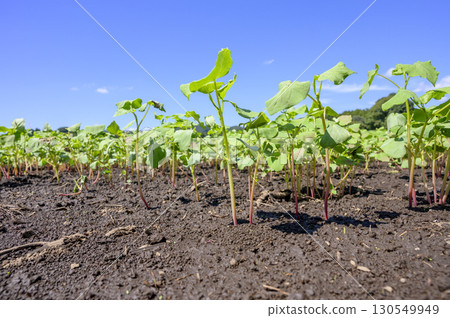 Hakodate autumn soba after germination 130549949
