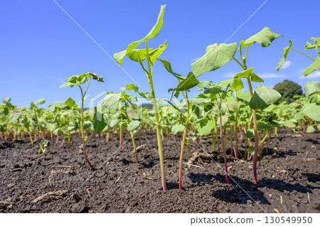 Hakodate autumn soba after germination Hakodate autumn soba after germination 130549950