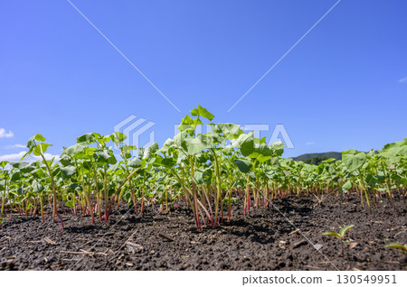 發芽後的函館秋蕎麥麵 130549951