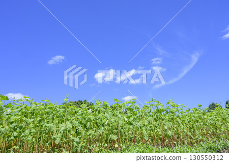 Hitachi Autumn Buckwheat Fields in Bloom Hitachi Autumn Buckwheat Fields in Bloom 130550312