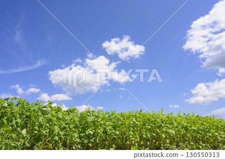 Hitachi Autumn Buckwheat Fields in Bloom 130550313