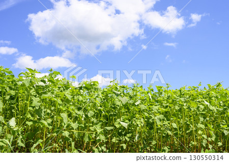 Hitachi Autumn Buckwheat Fields in Bloom 130550314