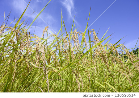 Rice ears nearing harvest in early autumn 130550534