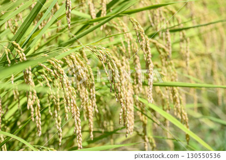 初秋即將收成的稻穗 130550536