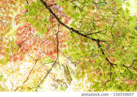 Autumn leaves on the Hebiwaraji trail at Mount Koya 130550607