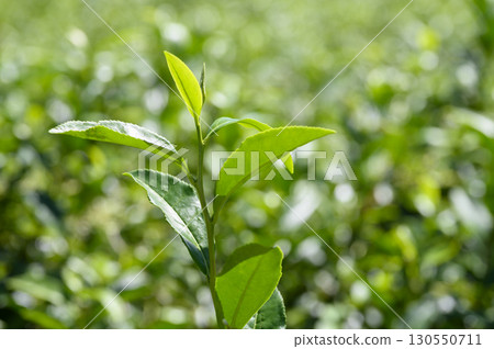 關閉茶葉 130550711